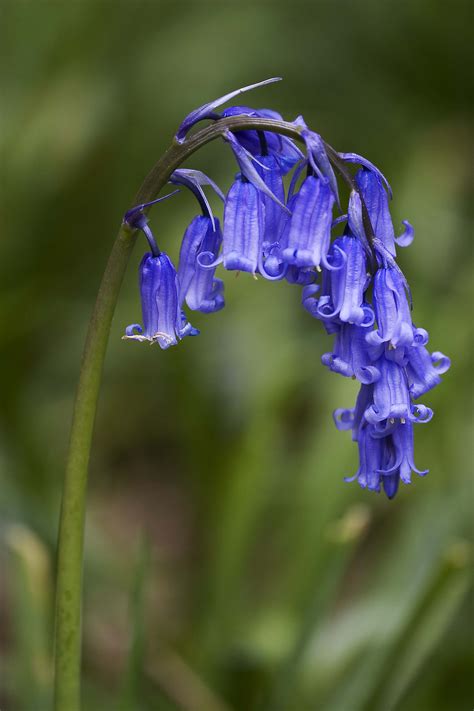 wild bluebell.